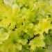 1242_8955_Heuchera_Lime_Marmalade__3.JPG