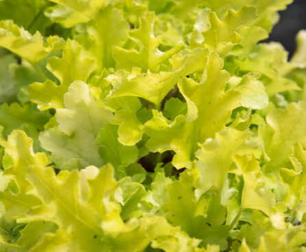 1242_8956_Heuchera_Lime_Marmalade_.JPG