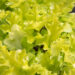 1242_8956_Heuchera_Lime_Marmalade_.JPG