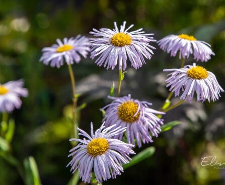 Erigeron õnnehein (1)