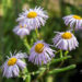 Erigeron õnnehein (2)