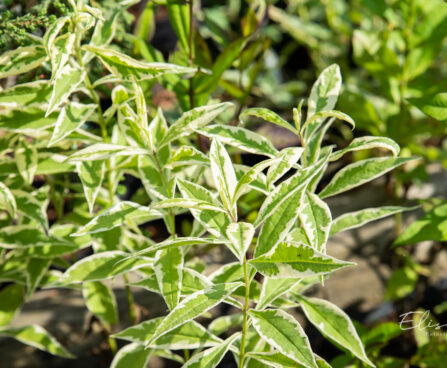Phlox paniculata `Norah Leigh` aed-leeklill