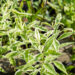 Phlox paniculata `Norah Leigh` aed-leeklill