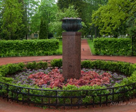 1244_8018_Heucherella_hybrida_Sweet_Tea_.JPG