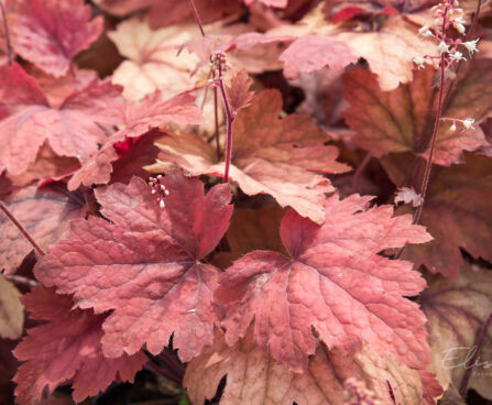 1244_8968_Heucherella_hybrida_Sweet_Tea_.JPG