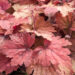 1244_8968_Heucherella_hybrida_Sweet_Tea_.JPG