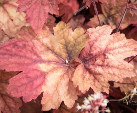 1244_8969_Heucherella_hybrida_Sweet_Tea__2.JPG
