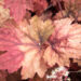 1244_8969_Heucherella_hybrida_Sweet_Tea__2.JPG
