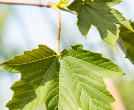 Acer pseudoplatanus `Regal Petticoat` mägivaher (1)