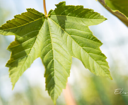 Acer pseudoplatanus `Regal Petticoat` mägivaher (2)