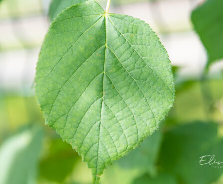 Tilia platyphyllos suurelehine pärn