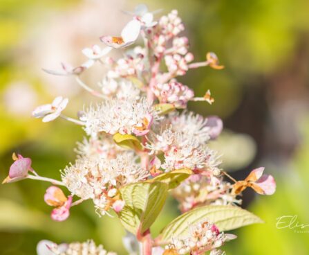 1251_10566_Hydrangea_paniculata_Pink_Diamond__aed-hortensia.jpg