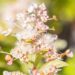 1251_10566_Hydrangea_paniculata_Pink_Diamond__aed-hortensia.jpg