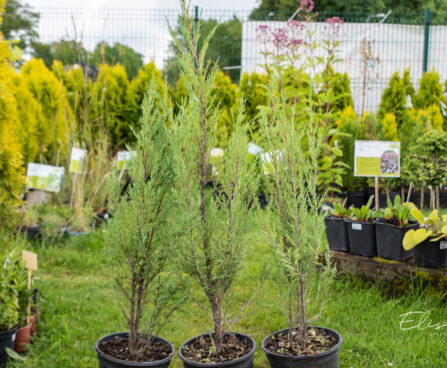 Juniperus scopulorum `Blue Arrow` kaljukadakas (1)