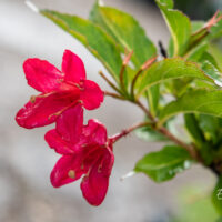 Weigela `Red Prince` veigela