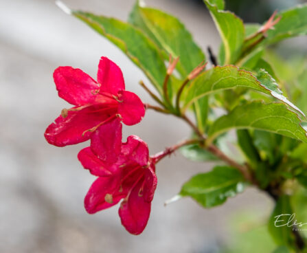 Weigela `Red Prince` veigela