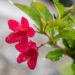 Weigela `Red Prince` veigela