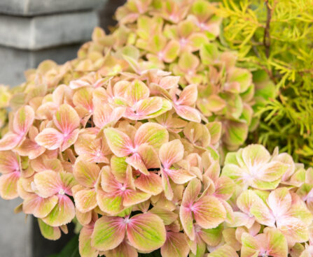 Hydrangea hortensia suurelehine`Rembrandt Bella` (2)