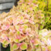 Hydrangea hortensia suurelehine`Rembrandt Bella` (2)