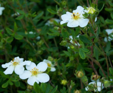 1253_4558_Potentilla_fruticosa_Abbotswood__2.jpg