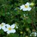 1253_4558_Potentilla_fruticosa_Abbotswood__2.jpg