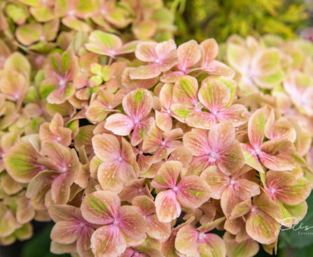 Hydrangea hortensia suurelehine`Rembrandt Bella` (1)