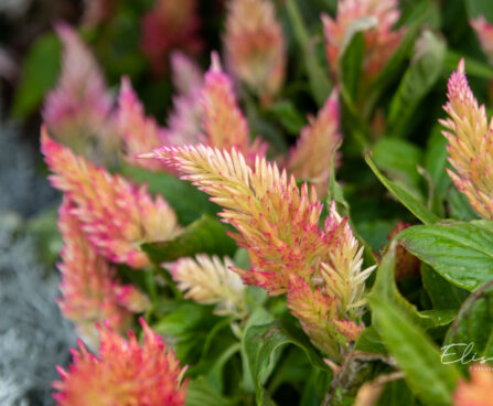 mätashari Celosia (2)