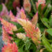 mätashari Celosia (2)