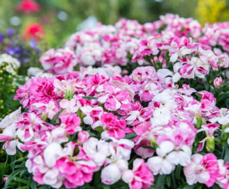 Dianthus `Sprint Pink Proud` nelk (1)