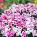 Dianthus `Sprint Pink Proud` nelk (1)