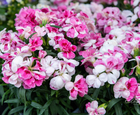 Dianthus `Sprint Pink Proud`` nelk (2)