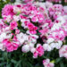 Dianthus `Sprint Pink Proud`` nelk (2)