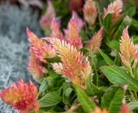 mätashari Celosia (1)