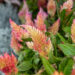 mätashari Celosia (1)