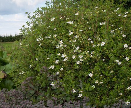 1253_4559_Potentilla_fruticosa_Abbotswood_.jpg