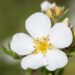 1253_9213_Potentilla_fruticosa_Abbotswood_.JPG