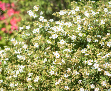 1253_9236_Potentilla_fruticosa_Abbotswood__2.JPG