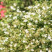1253_9236_Potentilla_fruticosa_Abbotswood__2.JPG