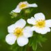 1253_9726_Potentilla_fruticosa_Abbotswood__harilik_poosasmaran.jpg