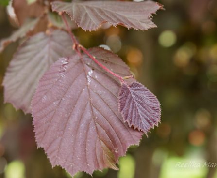 1281_8470_Corylus_avellana_Purpurea_.JPG