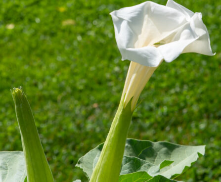 Datura ogaõun (1)