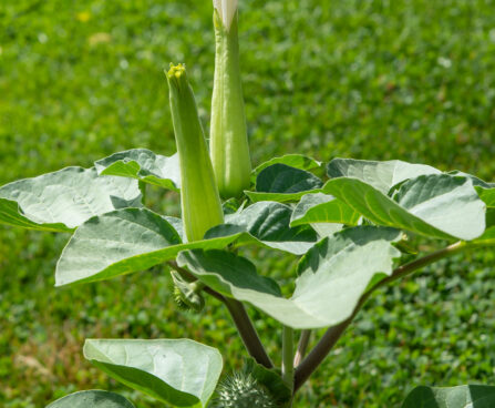 Datura ogaõun (2)