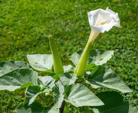 Datura ogaõun (3)