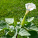 Datura ogaõun (3)