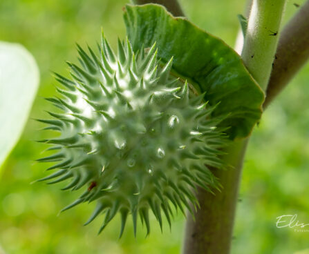 Datura ogaõun (4)
