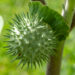Datura ogaõun (4)