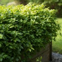 1294_6440_Pachysandra_terminalis_Green_Carpet.JPG