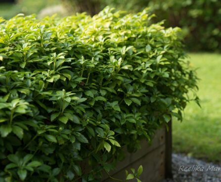 1294_6440_Pachysandra_terminalis_Green_Carpet.JPG