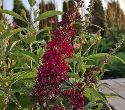 Buddleja davidii,davidi budleia,`Funky Fuchsia`, Erle Helü.jpg0