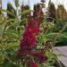 Buddleja davidii,davidi budleia,`Funky Fuchsia`, Erle Helü.jpg0